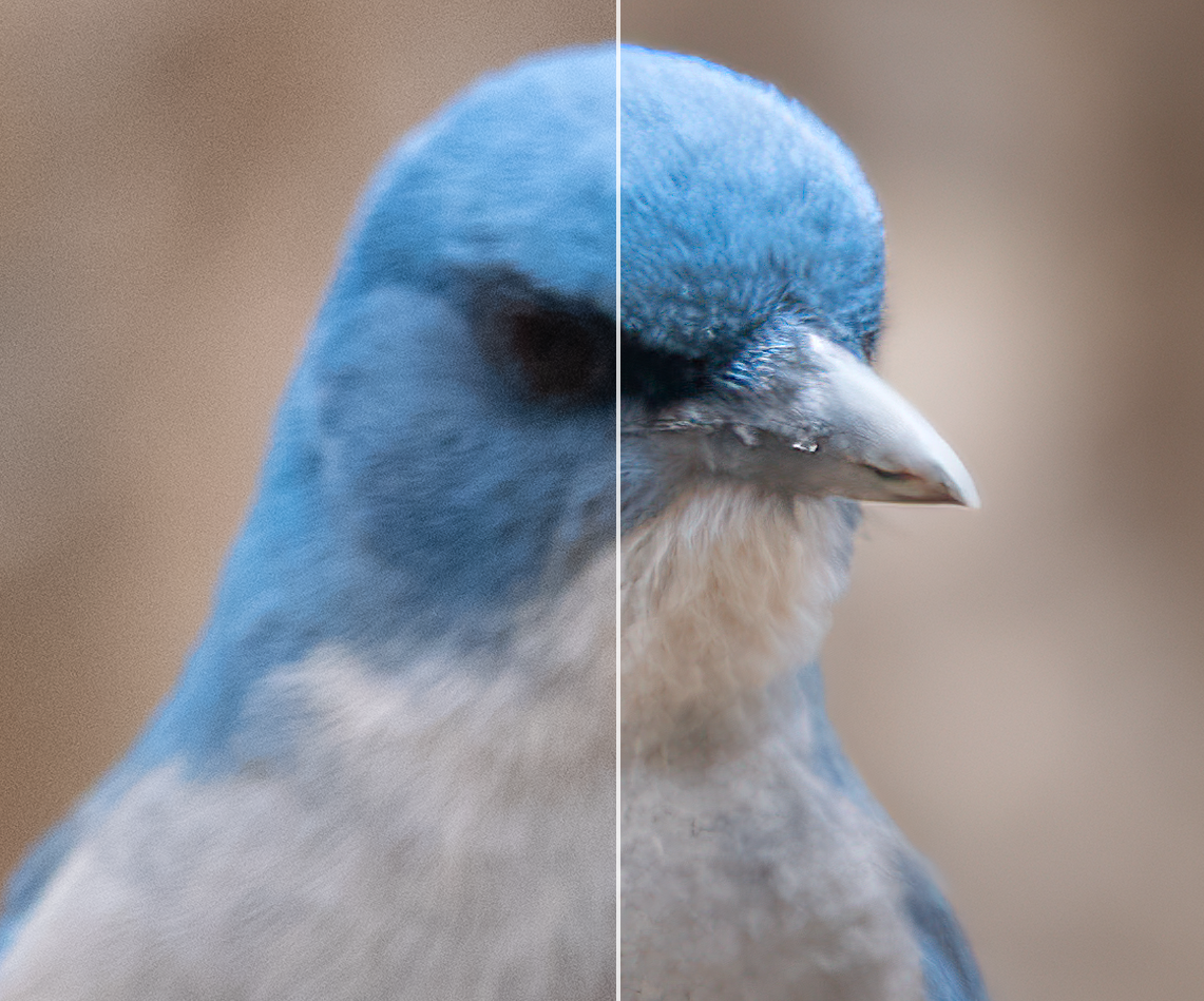 Focus not on point, still Photo AI can improve it. Definitely looks better.