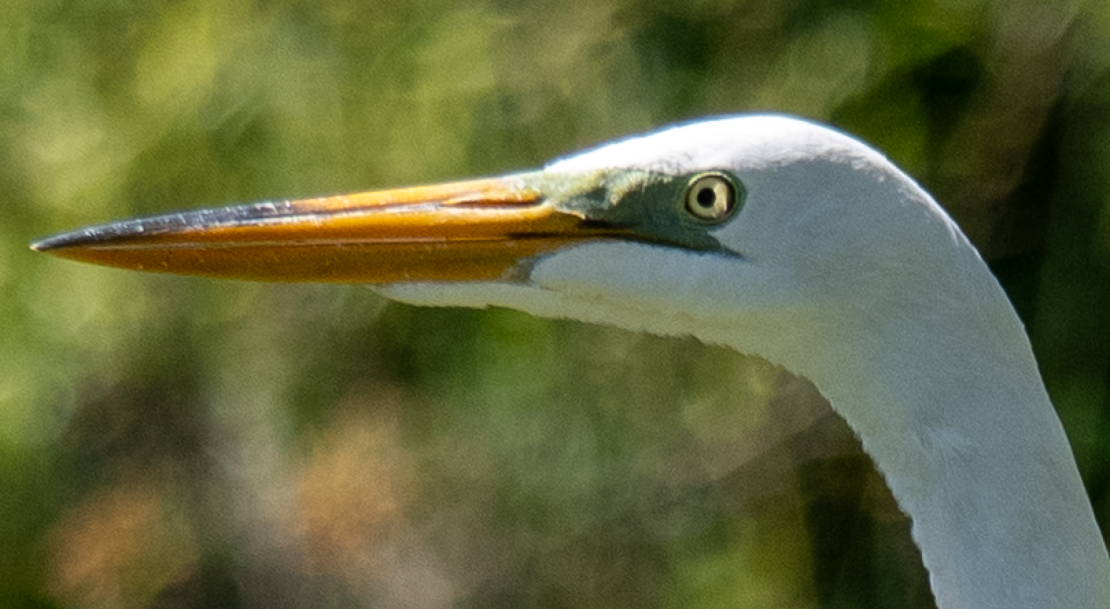 Crop before enhancement on 100% unscaled