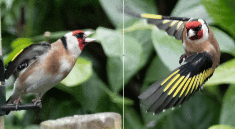 Quick Impression on Topaz Photo AI